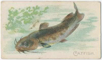 07 Catfish